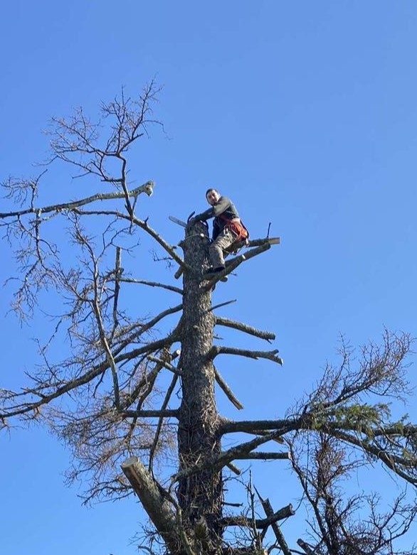 Abattage par démontage