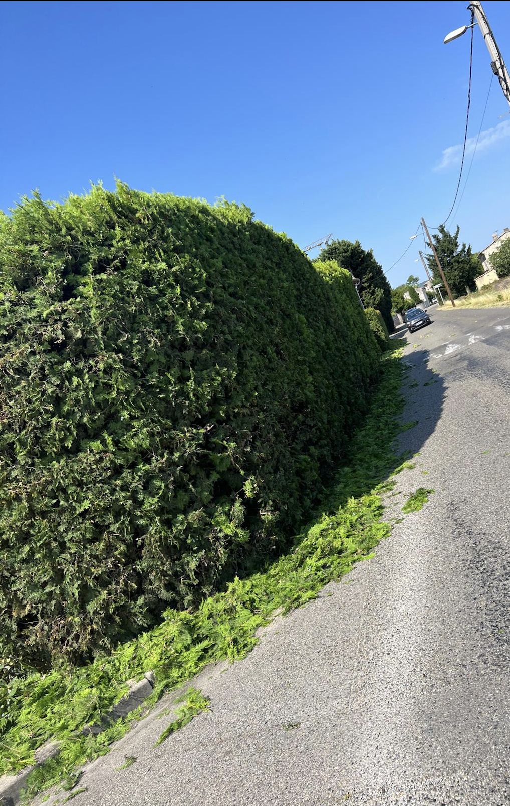 Après - haies fraîchement taillées