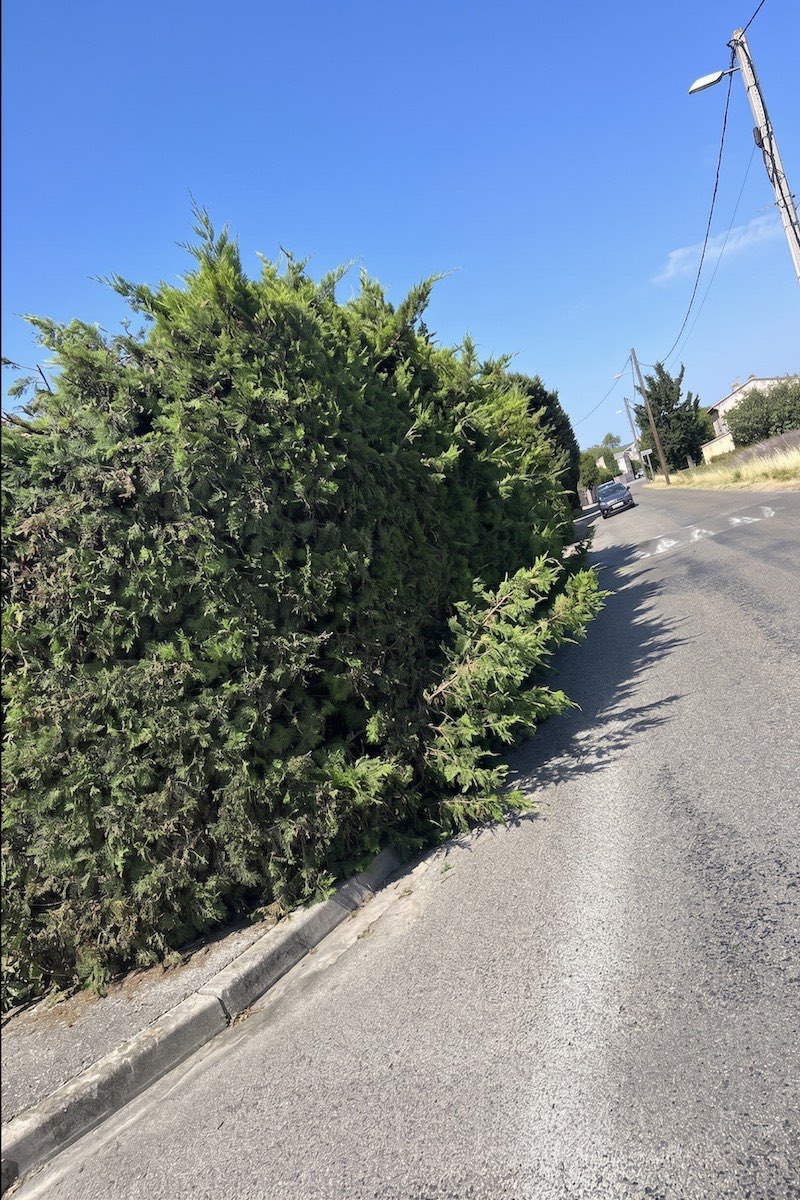avant taille de haies jardin Drôme