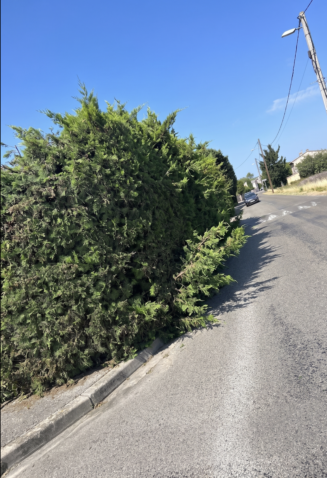 Avant - taille de haies en cours