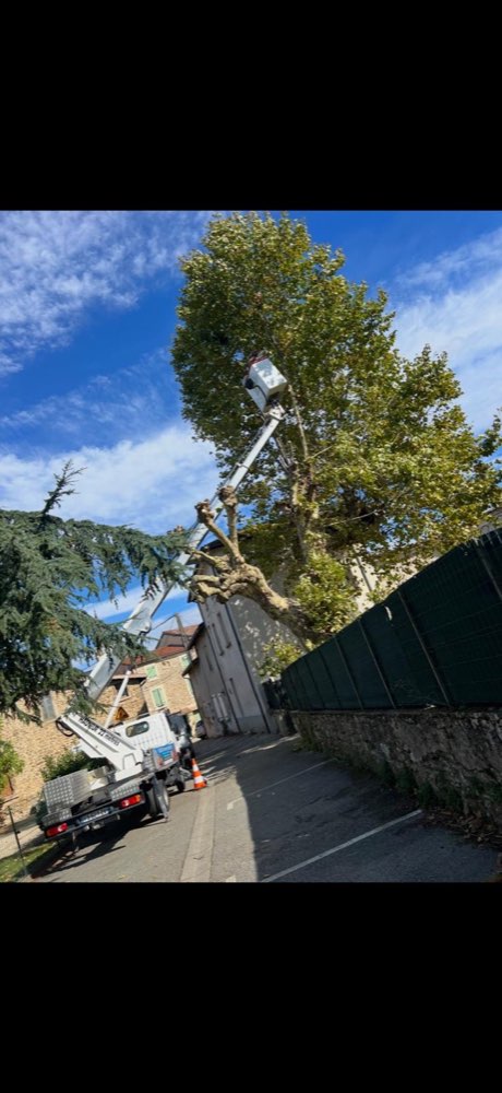 démontage platane sur nacelle élagueur Drôme Valence